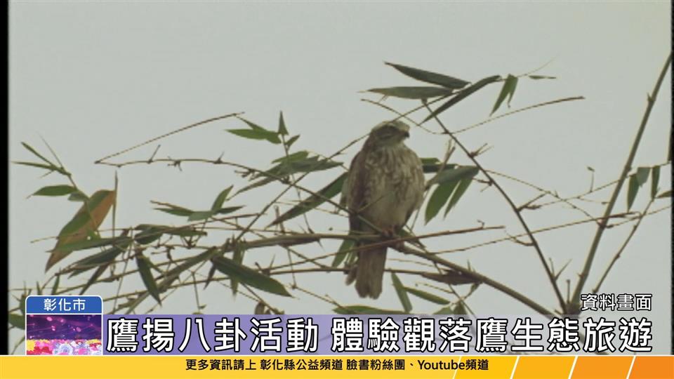 112-03-16 春鷹過境 三十有你 3/18、19相約芬園文德國小賞鷹